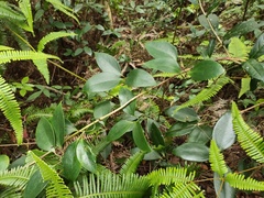 Clematis crassifolia