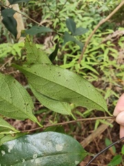 Clematis crassifolia