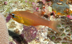 Ostorhinchus apogonoides