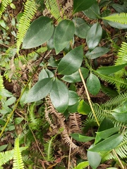 Clematis crassifolia