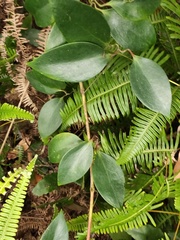 Clematis crassifolia