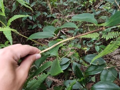 Clematis crassifolia