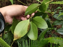 Clematis crassifolia