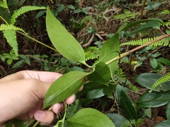 Clematis crassifolia