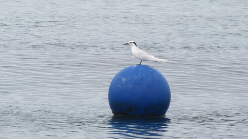 Black-naped Tern (Sterna sumatrana), photo 6