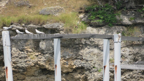 Black-naped Tern (Sterna sumatrana), photo 7
