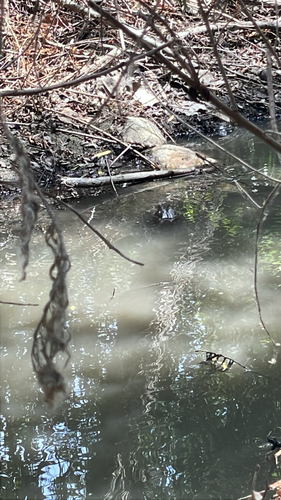 iNaturalist observation photo of American Bullfrog