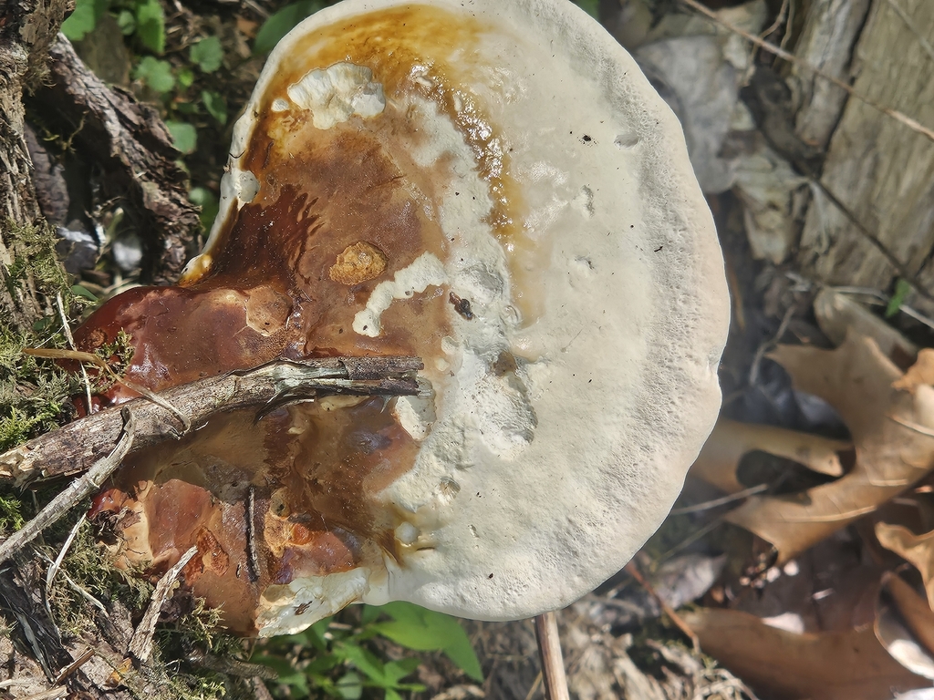 Ganoderma tsugae · May 2026 · photo: © michaelpeters3 (iNaturalist, CC)