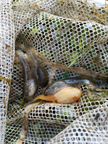 American Bullfrog photographed in Georgia