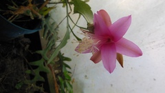 Disocactus nelsonii