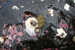 Thylacodes variabilis