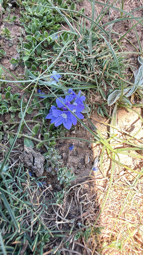 Veronica rosea