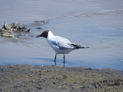 Black-headed Gull