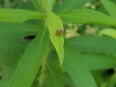Cryptocephalus guttulatus