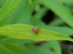 Cryptocephalus guttulatus