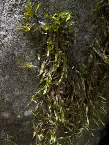 Phyllogonium viride observed 2026-05-01