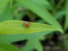 Cryptocephalus guttulatus