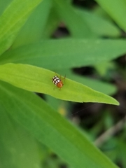 Cryptocephalus guttulatus