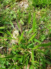 Dichanthelium laxiflorum