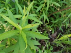 Cryptocephalus guttulatus