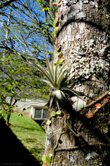 Tillandsia gardneri