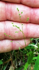 Dichanthelium laxiflorum
