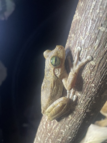Chirique-Flusse Tree Frog