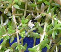 Crassula ruamahanga