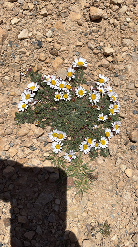 Atlas Daisy