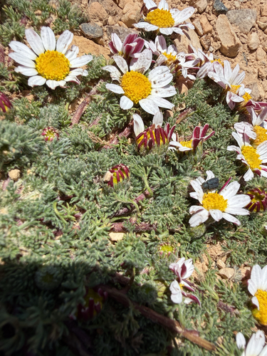 Anacyclus pyrethrum, photograph 2