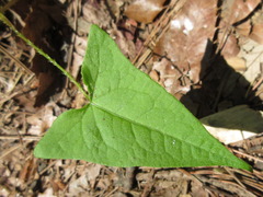 Persicaria senticosa