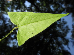 Persicaria senticosa