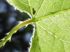 Persicaria senticosa