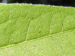 Persicaria senticosa
