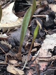 Erythronium albidum