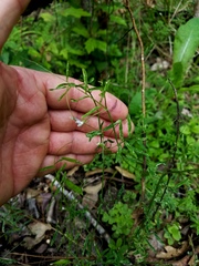Vicia minutiflora