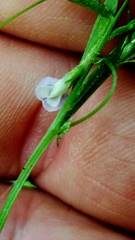 Vicia minutiflora