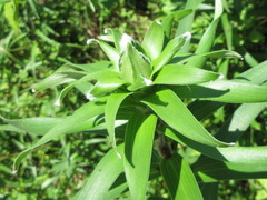 Lilium lancifolium