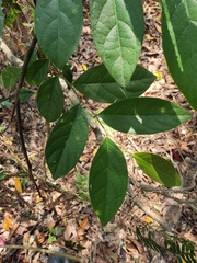 Glochidion acuminatum