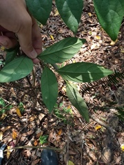 Glochidion acuminatum