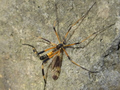 Ctenophora