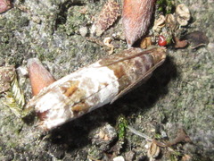 Notocelia rosaecolana