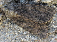 Acronicta catocaloida