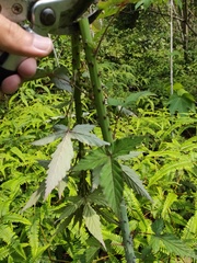 Rubus trianthus