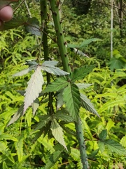 Rubus trianthus