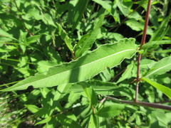 Koenigia alpina