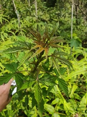 Rubus trianthus