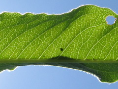 Koenigia alpina