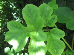 Heracleum moellendorffii