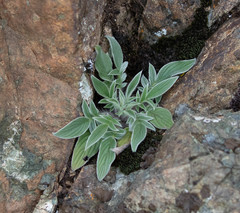 Phacelia imbricata imbricata
